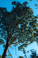 Fototapeta premium Pedra Grande Horto em São Paulo - Zona Norte