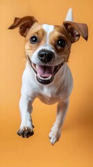 Obraz premium Energetic jack russell terrier indoor studio pet photography vibrant setting close-up playful concept