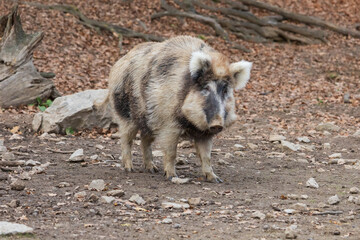 Wild boar - Sus scrofa - in the forest and by the in its natural habitat. Photo of wild nature