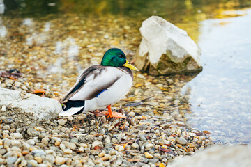 A male mallard duck with a green head