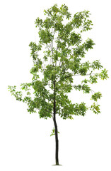 Green ash tree isolated on white