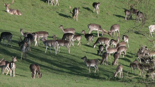 Fallow Deer (Dama dama) grazing as two bucks (males) half a rather half-hearted fight after the peak of the rutting season, in a deer park. November, Kent, UK