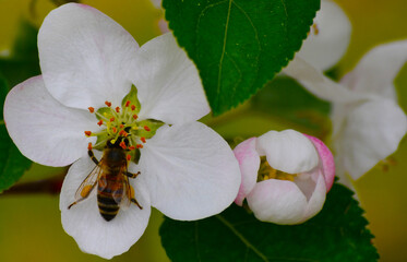 L'ape nel fiore di melo