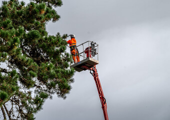 A tree felling crane and tree care handler with a telescopic boom used for tree or branch removal.