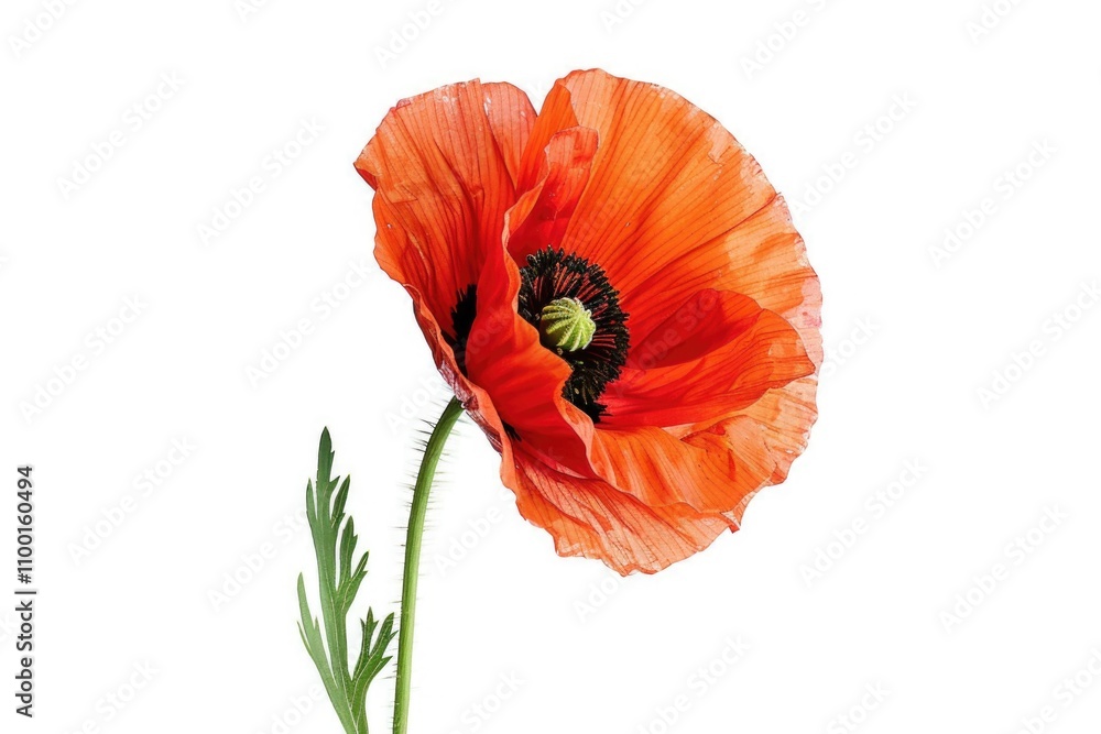 Poster a single red poppy flower in a clear glass vase on a table or shelf