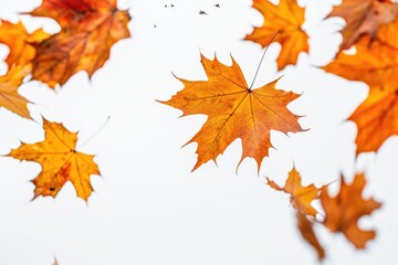 Fototapeta premium A close-up shot of leaves floating through the air