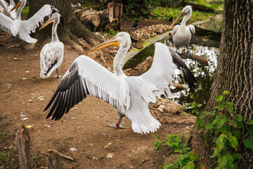 Pelicans rest gracefully in a pond