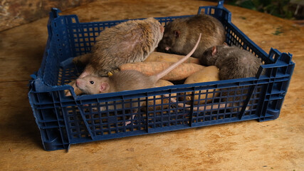 Gray rats in a box with vegetables, potatoes, carrots.