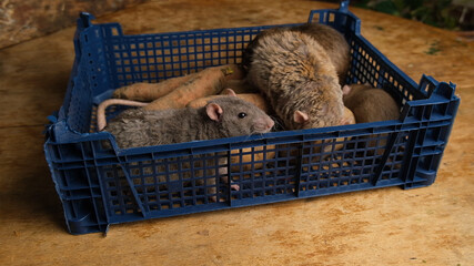 Gray rats in a box with vegetables, potatoes, carrots.