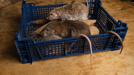Gray rats in a box with vegetables, potatoes, carrots.