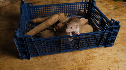 Gray rats in a box with vegetables, potatoes, carrots.
