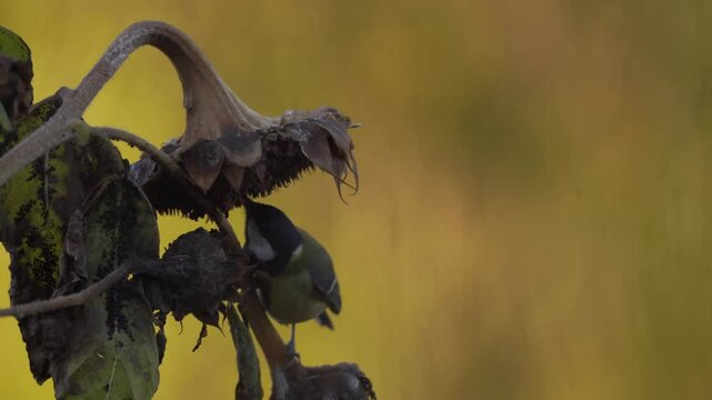 plan fixe avec zoom avant sur une fleur de tournesol, avec une bataille entre m&eacute;sanges sauvages et tr&egrave;s jolie de tr&egrave;s pr&egrave;s