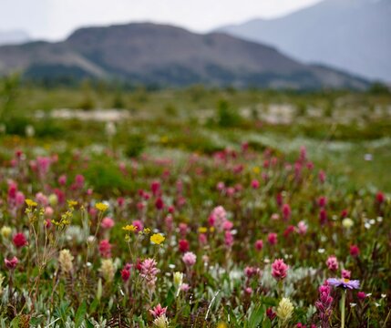Indian Paintbrush flowers in the mountains