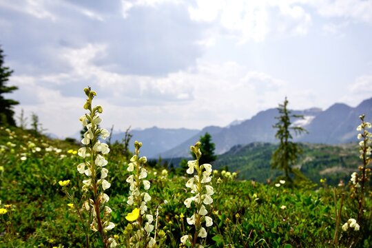 alpine meadow with wildflowers