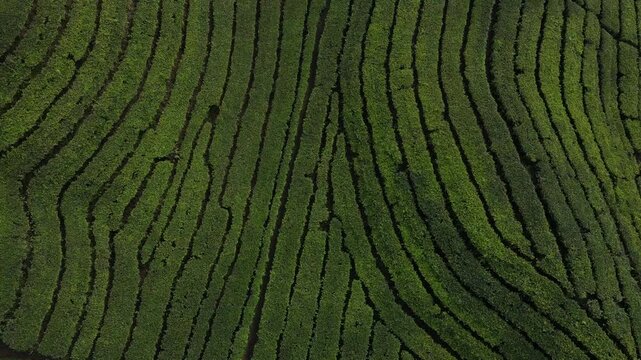 Aerial video of the Tambi Wonosobo tea plantation in Indonesia