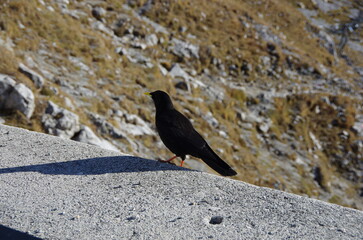 Fototapeta premium Bird in the Mountains