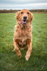 Golden Retriever running to the camera with her tongue out