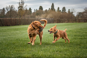 Golden Retriever Puppy playing with her Golden Retriever mum