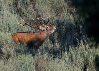 Adult male red deer (Cervus elaphus) roaring in a mediterranean forest during mating season. Powerful stag with big horns in autumn. Deer rutting season in Sanabria, Spain.