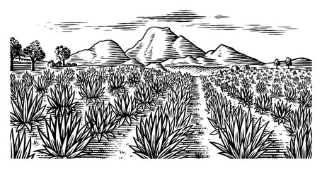 Agave field. Vintage retro landscape. Harvesting for tequila making. Vector illustration for menu or poster. Engraved hand drawn sketch. Woodcut style.
