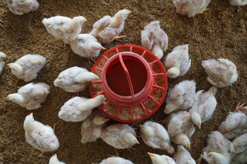 A flock of tiny chickens is eating from the feeder, A group of chickens is being fed on a chicken farm, Small chick is eating on the farm © Alif_Mahamud