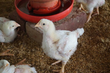 Broiler chicken in a poultry farm, White poultry chicken in chicken farming business, Closeup shot of little chickens in a broiler farm