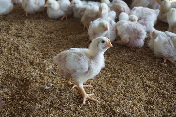 Broiler chicken in a poultry farm, White poultry chicken in chicken farming business, Closeup shot of little chickens in a broiler farm