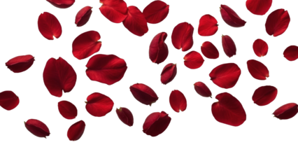 Floating red rose petals isolated on transparent background
