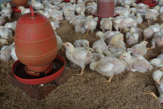 A flock of yellow chicks drink water from a drinker on a farm, Chickens drinking water from a water pot on a poultry farm, A group of broiler chickens drinking water