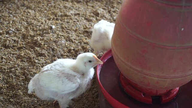 A group of broiler chickens drinking water, A flock of yellow chicks drinking water from a drinker on a farm, Chickens drinking water from a water pot on a poultry farm