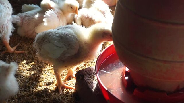 A group of broiler chickens drinking water, A flock of yellow chicks drinking water from a drinker on a farm, Chickens drinking water from a water pot on a poultry farm