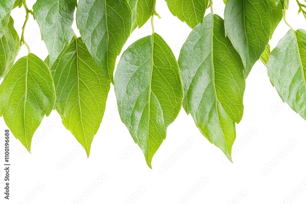 Aufkleber A group of green leaves hang from the branches of a tree, adding a pop of color to the surroundings