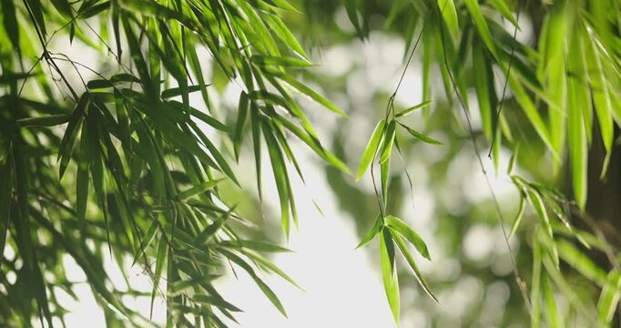 green bamboo leaves