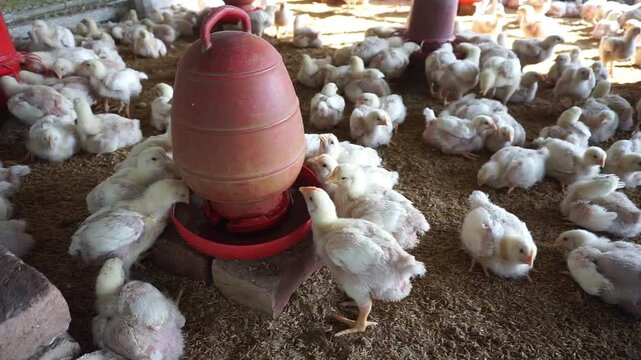A group of broiler chickens drinking water, A flock of yellow chicks drinking water from a drinker on a farm, Chickens drinking water from a water pot on a poultry farm