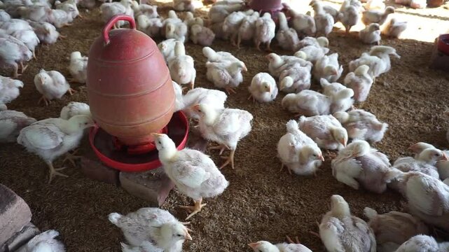A group of broiler chickens drinking water, A flock of yellow chicks drinking water from a drinker on a farm, Chickens drinking water from a water pot on a poultry farm