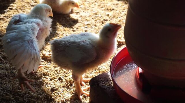 A group of broiler chickens drinking water, A flock of yellow chicks drinking water from a drinker on a farm, Chickens drinking water from a water pot on a poultry farm