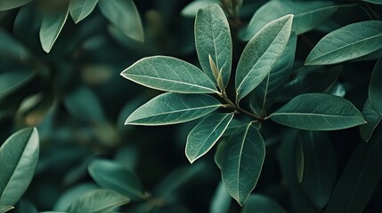 Close-up of Lush Dark Green Leaves