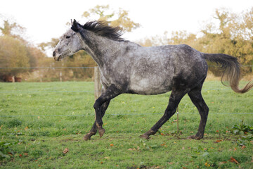 cheval au galop