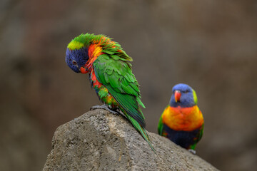 Naklejka premium Two Lori mountain parrots on a rock. 