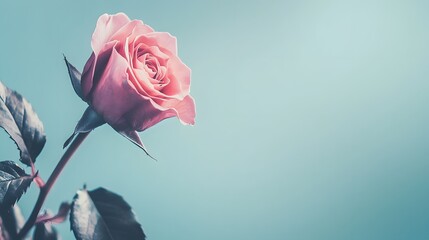 A lovely blooming pink rose in the garden with a copyspace