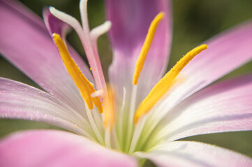 Fototapeta premium The Vibrant Heart of Nature: Macro Shot of Flower Pollen