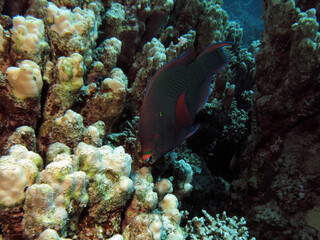 A  Dusky parrotfish Scarus niger 