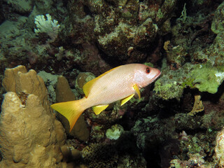 A One-spot snapper Lutjanus monostigma 