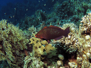 A Dusky parrotfish Scarus niger being cleaned by a Bluestreak cleaner wrasse Labroides dimidiatus