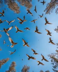 Obraz premium Ubirds in the sky at sunrise, sunrise flight, flying birds at dawn, birds soaring at sunrise, early morning birds, birds flying during sunrise, sunrise over horizon, birds in the morning sky, birds si
