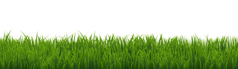 Obraz premium Green Grass Border Isolated White Background