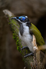 Obraz premium Blue-cheeked Warbler bird on a branch. 
