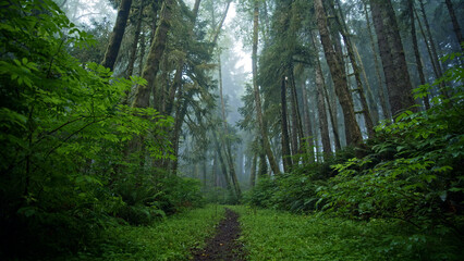 Spooky yet beautiful foggy forest in Oregon, wide shot