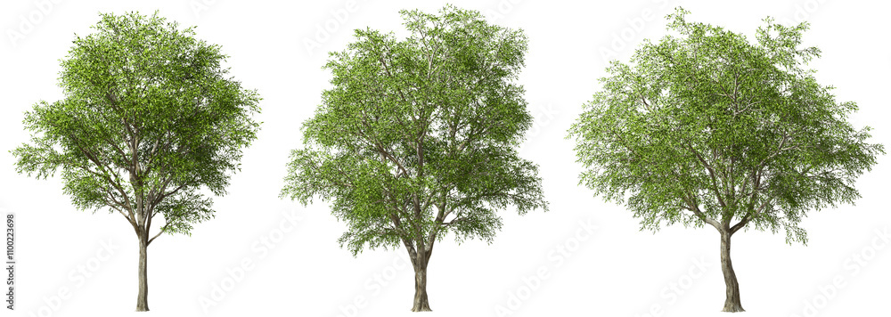 Poster serenity simplicity trees set isolated on transparent backgrounds 3d rendering png