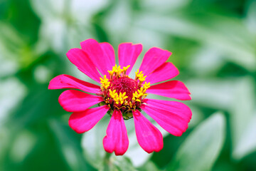 Obraz premium Pink Zinnia flower plant in bloom on blur background